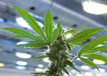 Lifestyle Delivery Systems Inc. to Start Retailing CannaStrips™ at All About Wellness Dispensary