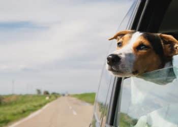 RAVE Reviews Releases Ranking of Best CBD for Dogs (And Other Pets)