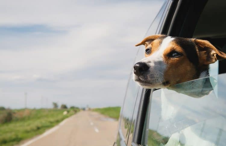 RAVE Reviews Releases Ranking of Best CBD for Dogs (And Other Pets)