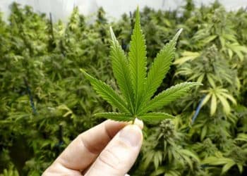 Betting On California: CalivaRaises $75M To Invest In Largest Global Cannabis Market