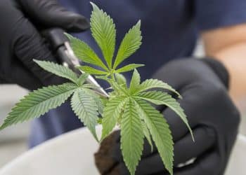 Want to Be a Cannabis Millionaire? That’s Dope! Grab Your Piece of The Pot Pie in These States….