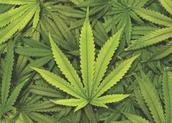 Organigram improves compassionate care access for patients through enhanced OrganiCare program