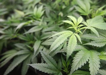 Cannabiniers Debuts the World’s First Cannabis Infused, Non-Alcoholic, Craft Cannabier in California