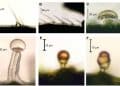 Same Plant, Same Concentrate, Different Viscosity?