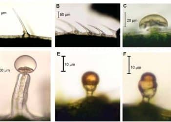 Same Plant, Same Concentrate, Different Viscosity?