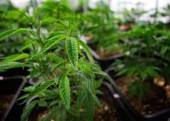 Alameda County California Leverages Automated Cannabis Code Enforcement Program from Adherence Compliance