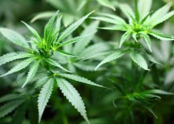 MACE Media Announces CONCENTRATION 2019