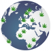 Global Differences in Cannabis Extraction and Production