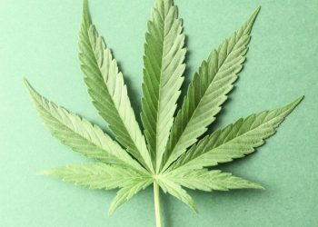 Safety in the Business of Cannabis