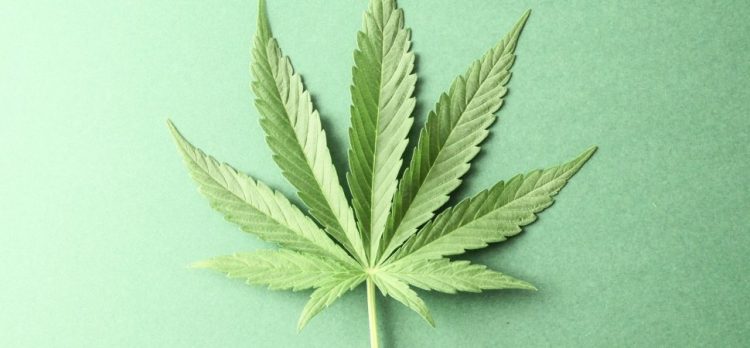 Safety in the Business of Cannabis