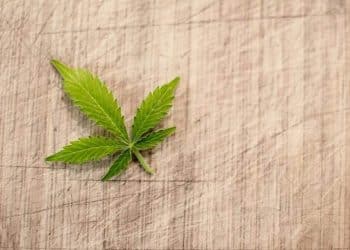 ITALIAN AND EUROPEAN HEMP EXTRACTION AND TESTING