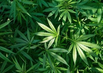 Haleigh’s Hope® Receives Very First USDA Organic Certification for a Vertically Integrated Hemp CBD Product.