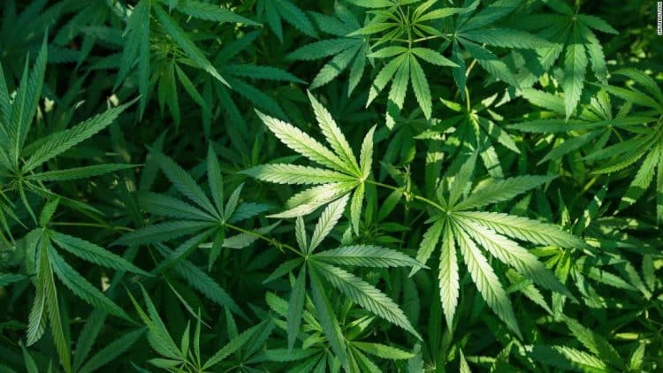 Haleigh’s Hope® Receives Very First USDA Organic Certification for a Vertically Integrated Hemp CBD Product.