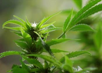 Liberty Health Sciences Enters Licensing Agreement with The Werc Shop