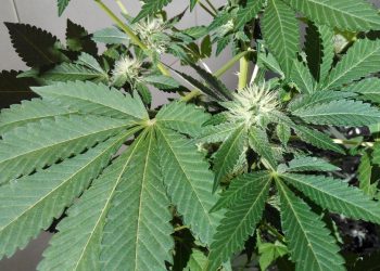 GB Sciences Study Shows Nevada’s Cannabis Cultivar Names Have No Correlation to Active Ingredients