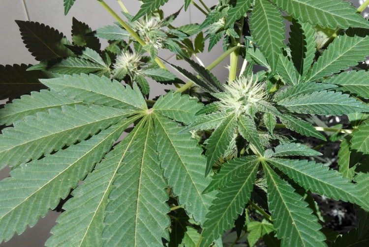 GB Sciences Study Shows Nevada’s Cannabis Cultivar Names Have No Correlation to Active Ingredients