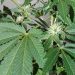 GB Sciences Study Shows Nevada’s Cannabis Cultivar Names Have No Correlation to Active Ingredients