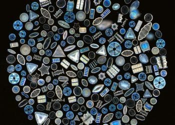 Down the Dark Road of Diatomaceous Earth