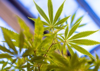 New Jersey Delays Cannabis Vote