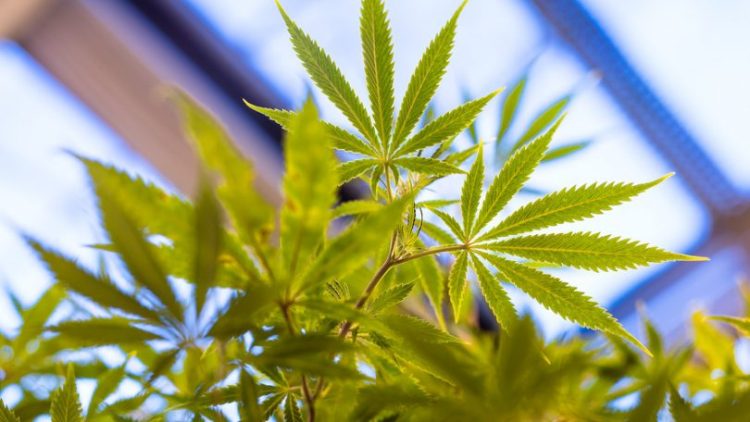 New Jersey Delays Cannabis Vote