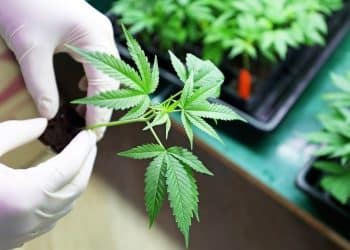 C-BeyondHealth, LLC Partners With Next Frontier Biosciences to Bring Advanced Cannabinoid Formulations to the Medicinal Cannabis Market