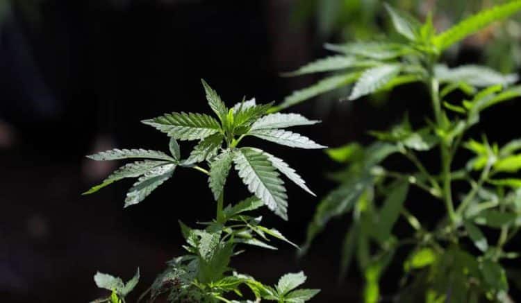 Federal Bipartisan Bill to Protect Employment Rights Introduced