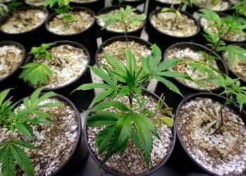 Pasha Brands: The Canadian Powerhouse That Keeps Craft Cannabis Culture Alive