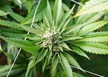 Introducing Lab Effects, the Sleeping Giant of the Cannabis Terpene Industry