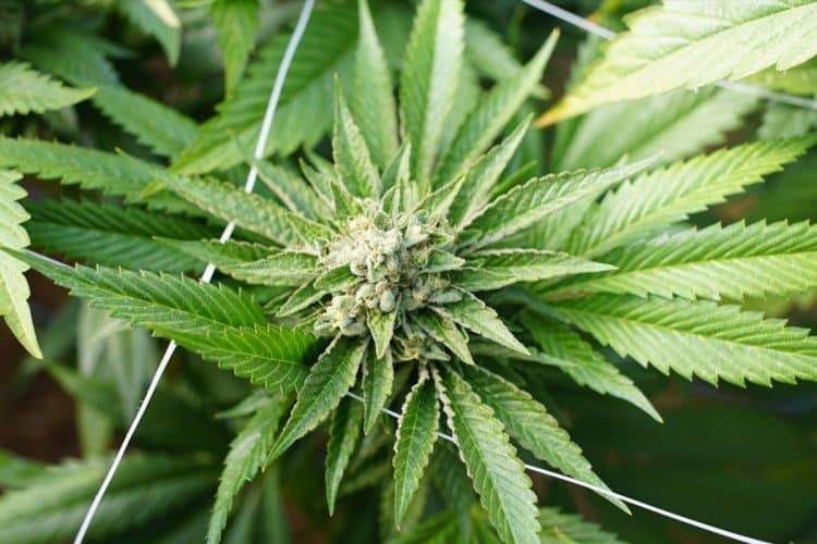 Introducing Lab Effects, the Sleeping Giant of the Cannabis Terpene Industry