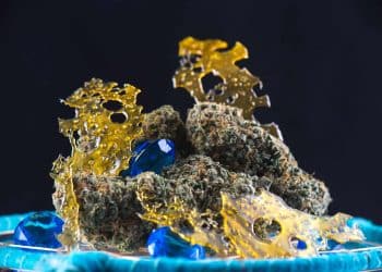 Terpenoid Differences Between Cannabis Flowers and Concentrates