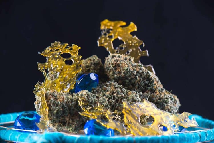 Terpenoid Differences Between Cannabis Flowers and Concentrates