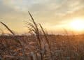 Bioethanol for Cannabis Extraction