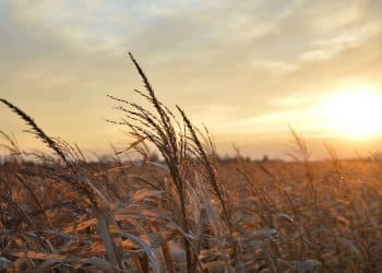 Bioethanol for Cannabis Extraction