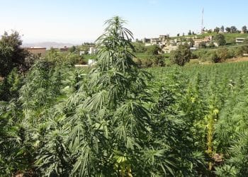 Mile High Labs Raises $65MM to Purchase Mountains of Hemp