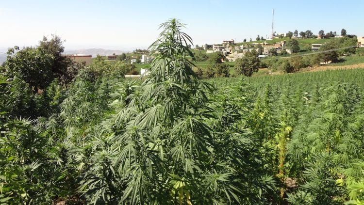 Mile High Labs Raises $65MM to Purchase Mountains of Hemp