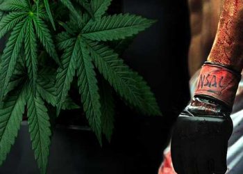 Aurora Cannabis and UFC® Join Forces to Advance CBD Research, Education, and Product Development