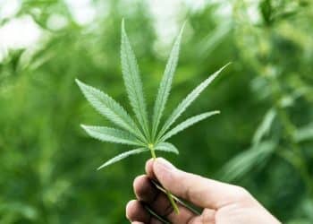 SHO Me the Way to Clean Products: Why SHO Products Believes Solventless Products are the Future