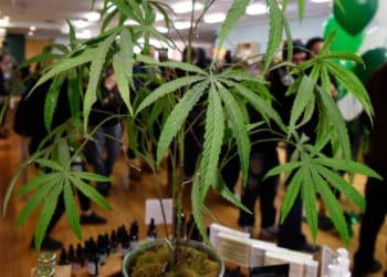 Cannabis’s Unexpected Impact on Home Prices (New Study Inside!)