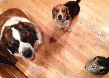 LinkResPet Launches E-commerce Site, Delivering CBD For Pets Across North America