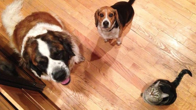 LinkResPet Launches E-commerce Site, Delivering CBD For Pets Across North America