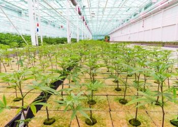 First Harvest complete at Flower One’s 455,000 square-foot cannabis facility, greenhouse now fully canopied with 100,000-plant inventory