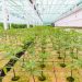 First Harvest complete at Flower One’s 455,000 square-foot cannabis facility, greenhouse now fully canopied with 100,000-plant inventory