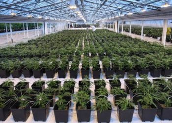 Aphria adds to planned portfolio of vapes & concentrates with PAX Labs agreement