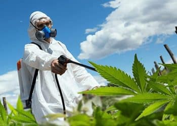 Can Pesticide Use Be Eliminated from Cannabis Cultivation?
