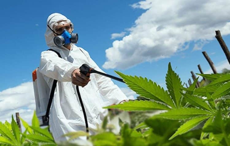 Can Pesticide Use Be Eliminated from Cannabis Cultivation?