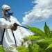 Can Pesticide Use Be Eliminated from Cannabis Cultivation?