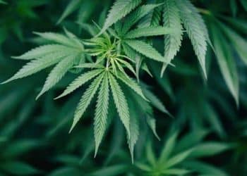 CANNAISSEUR BRANDS LAUNCHES CBD ESSENTIALS FIRST AID KITS