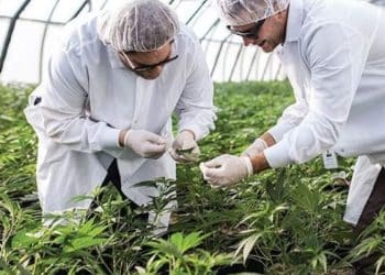 Valens Expands Size and Scope of Agreement with Tilray