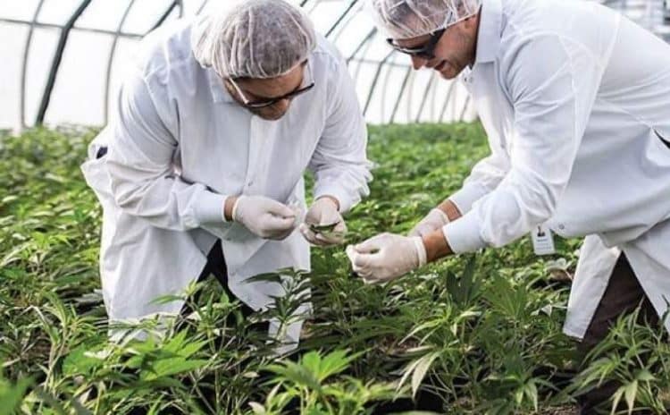 Valens Expands Size and Scope of Agreement with Tilray