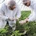 Valens Expands Size and Scope of Agreement with Tilray
